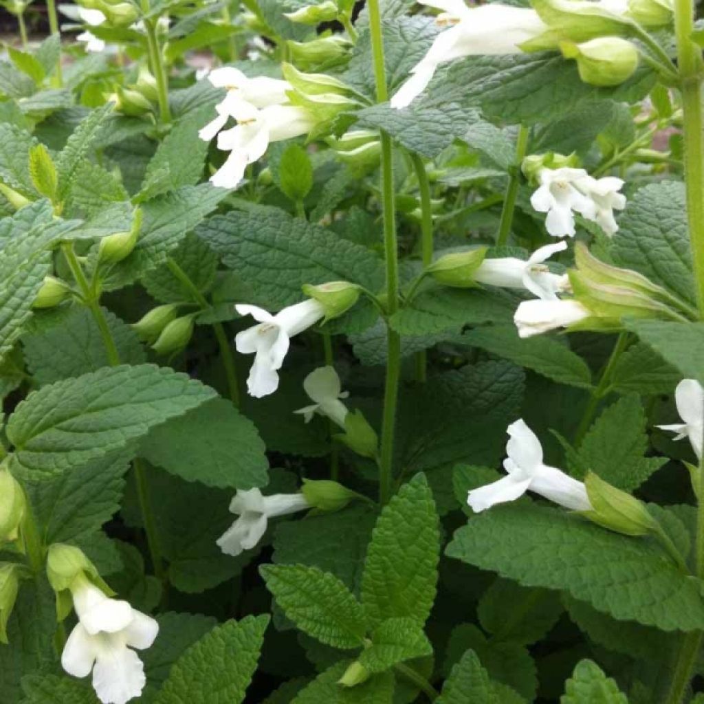 Mélitte, Melittis melissophyllum Alba