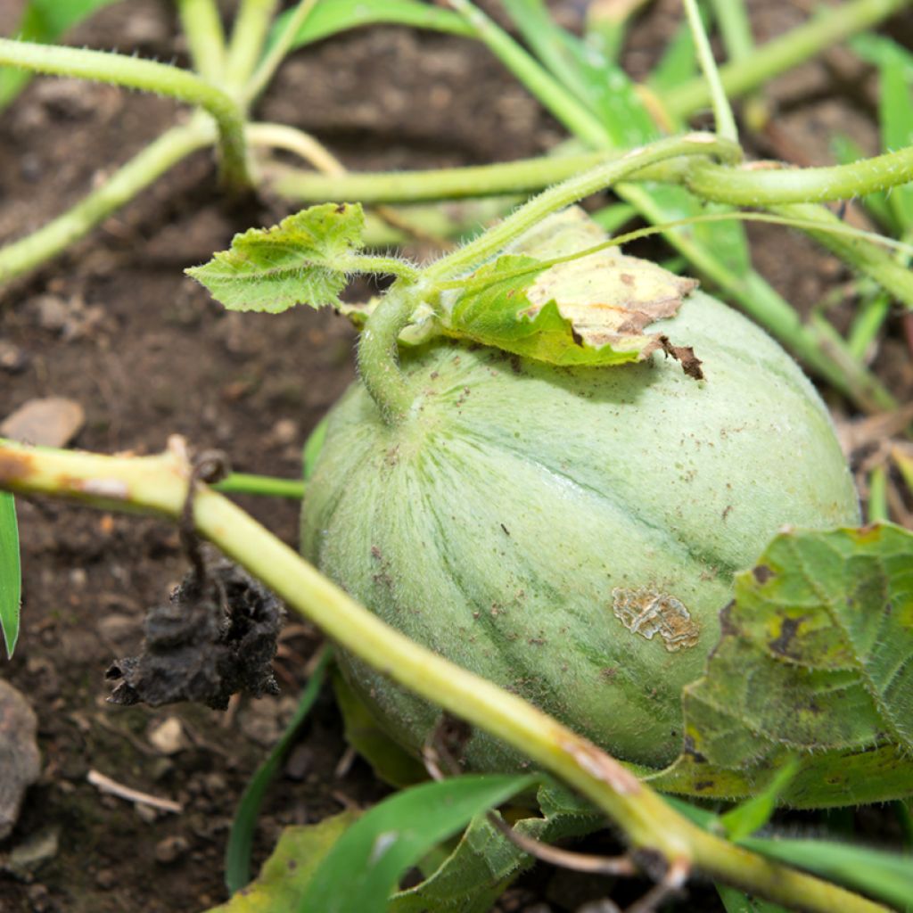 Melone Cantalupo di charentais