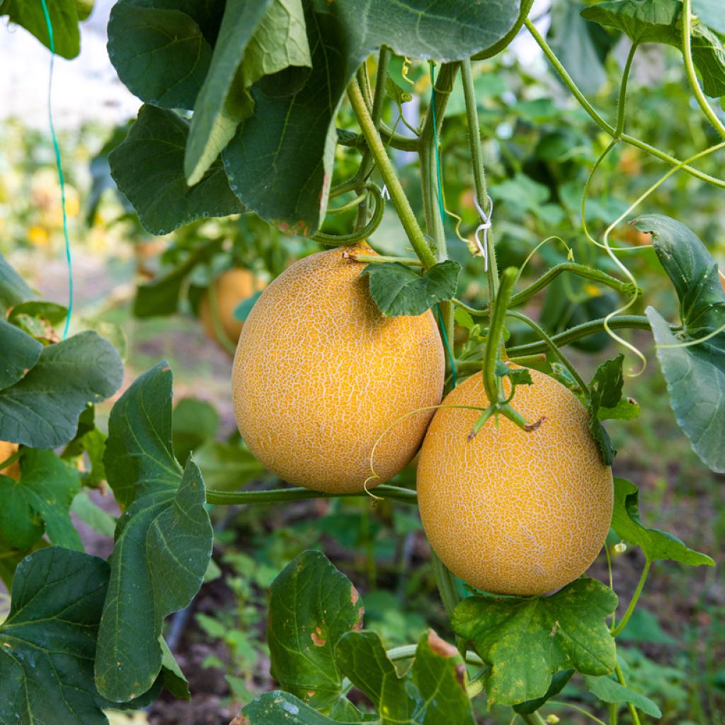 Melone Galia