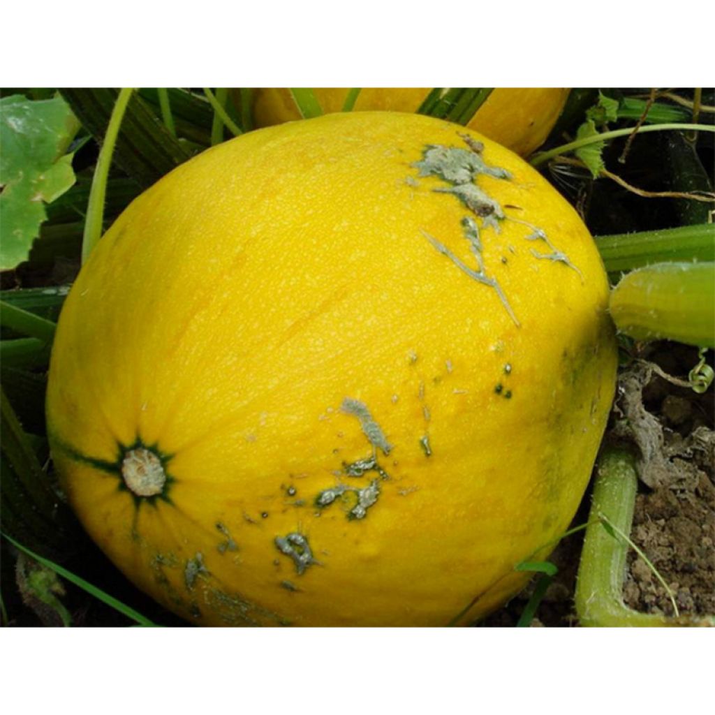 Melone Giallo Canarino 2