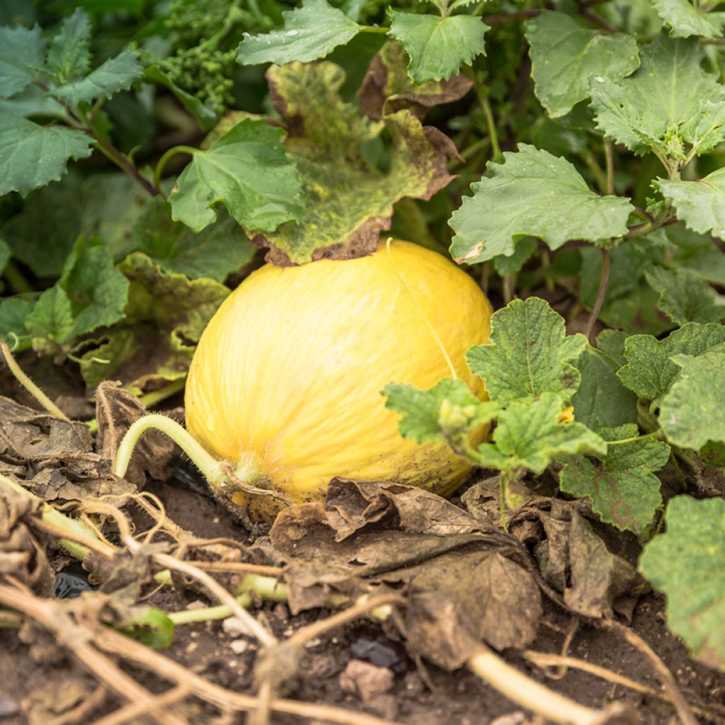 Melone Giallo Canarino 2