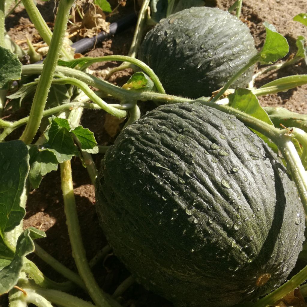 Melone Verde tardivo Bio - Ferme de Sainte Marthe