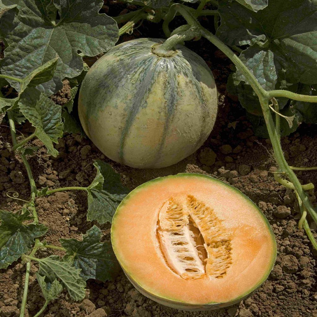 Melon hybride Rubens