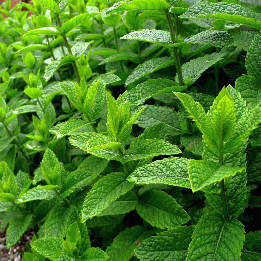 Mentha Blanche - Mentha piperata officinalis 'Alba'