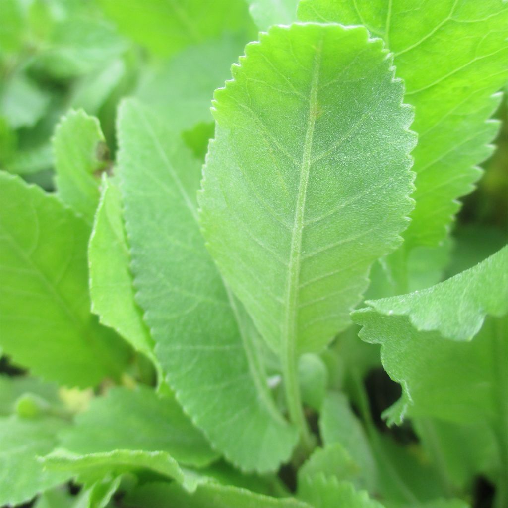 Tanacetum balsamita - Erba-amara balsamica