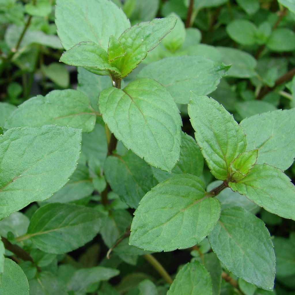 Mentha smithiana rubra Bio - Menta