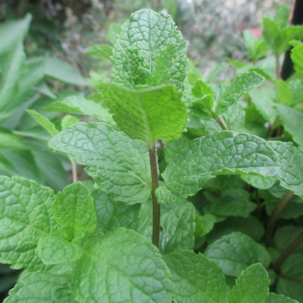 Mentha longifolia capensis Bio - Menta selvatica