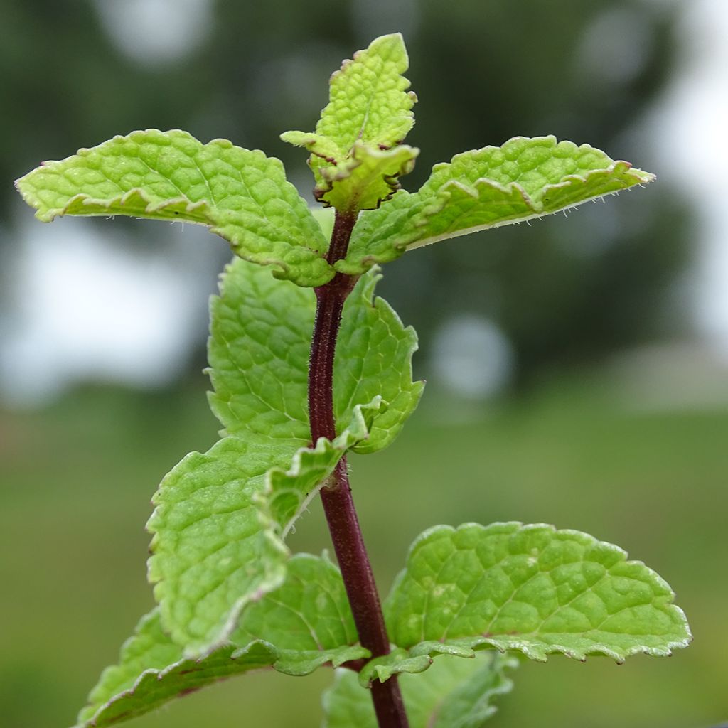 Mentha haplocalyx Bio - Menta