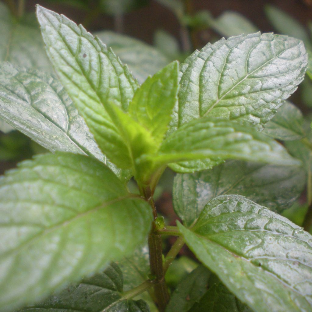 Mentha piperita Romana Rossa Bio - Menta piperita