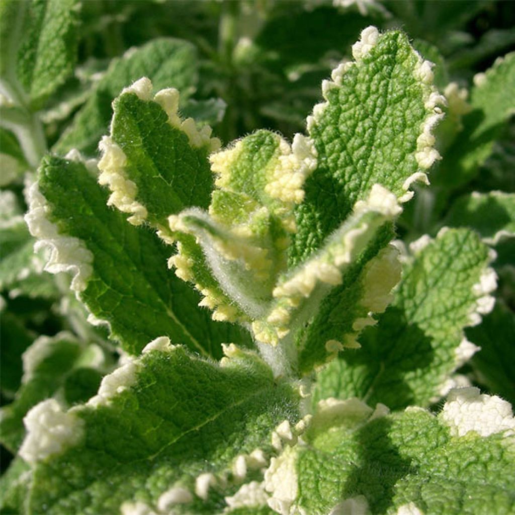 Menthe panachée - Mentha suaveolens Variegata