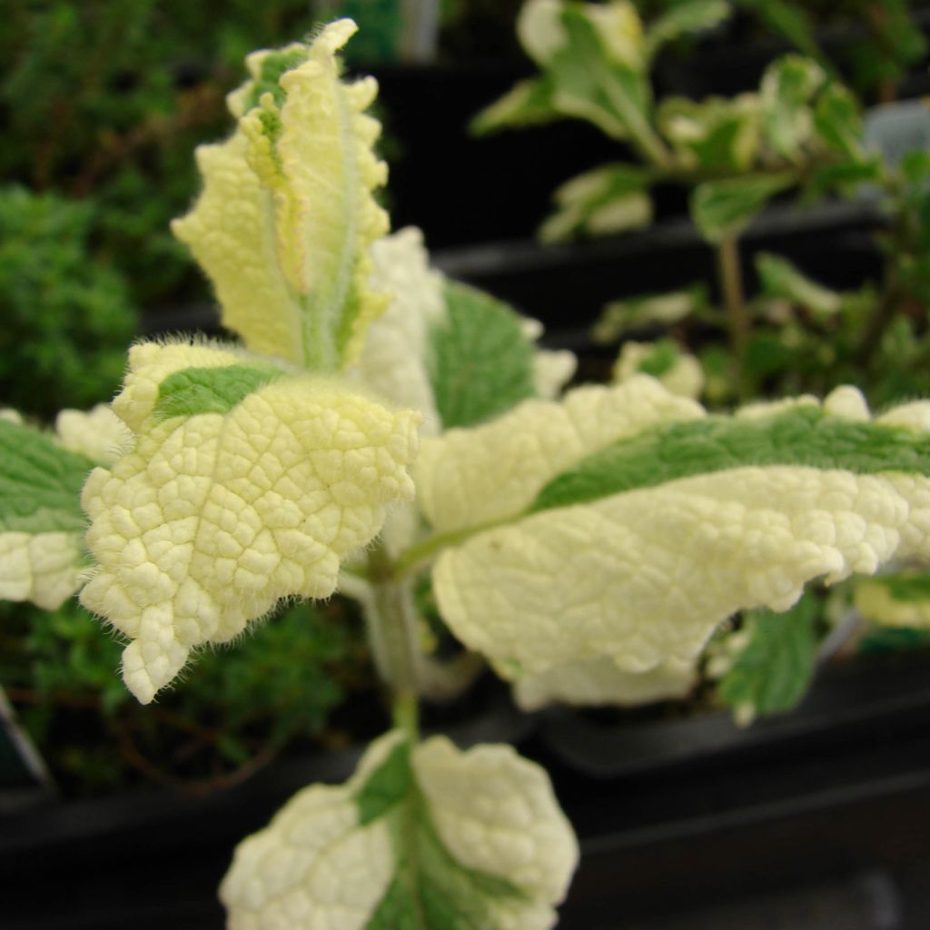 Mentha suaveolens Variegata - Menta a foglie rotonde