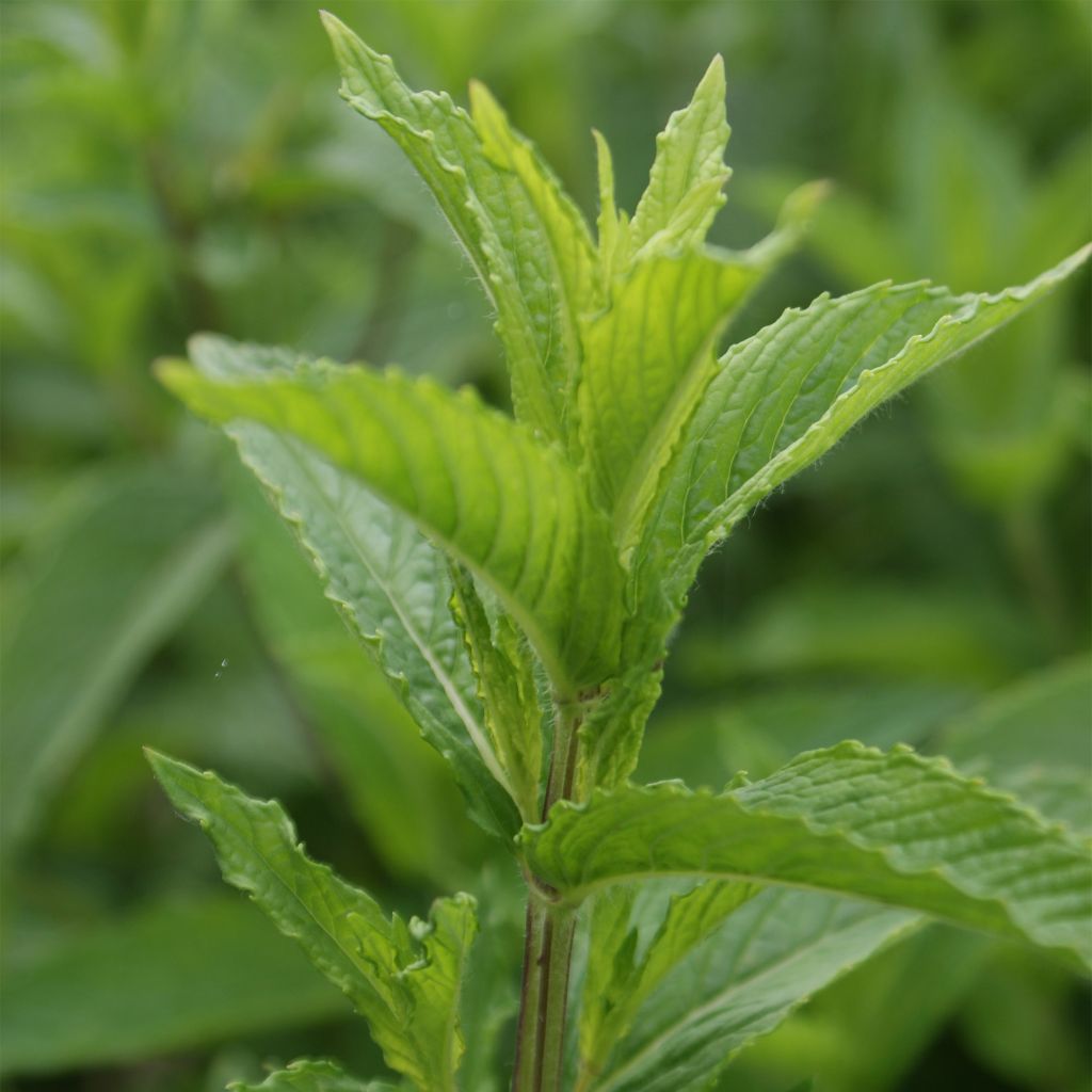 Mentha verte - Mentha spicata