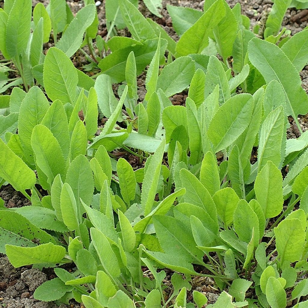 Tanacetum balsamita - Erba-amara balsamica