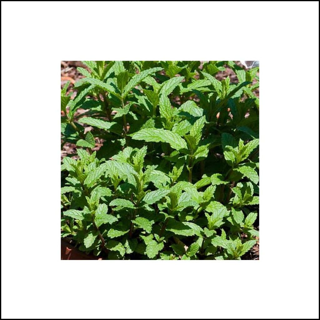 Mentastro verde Wintergreen Bio