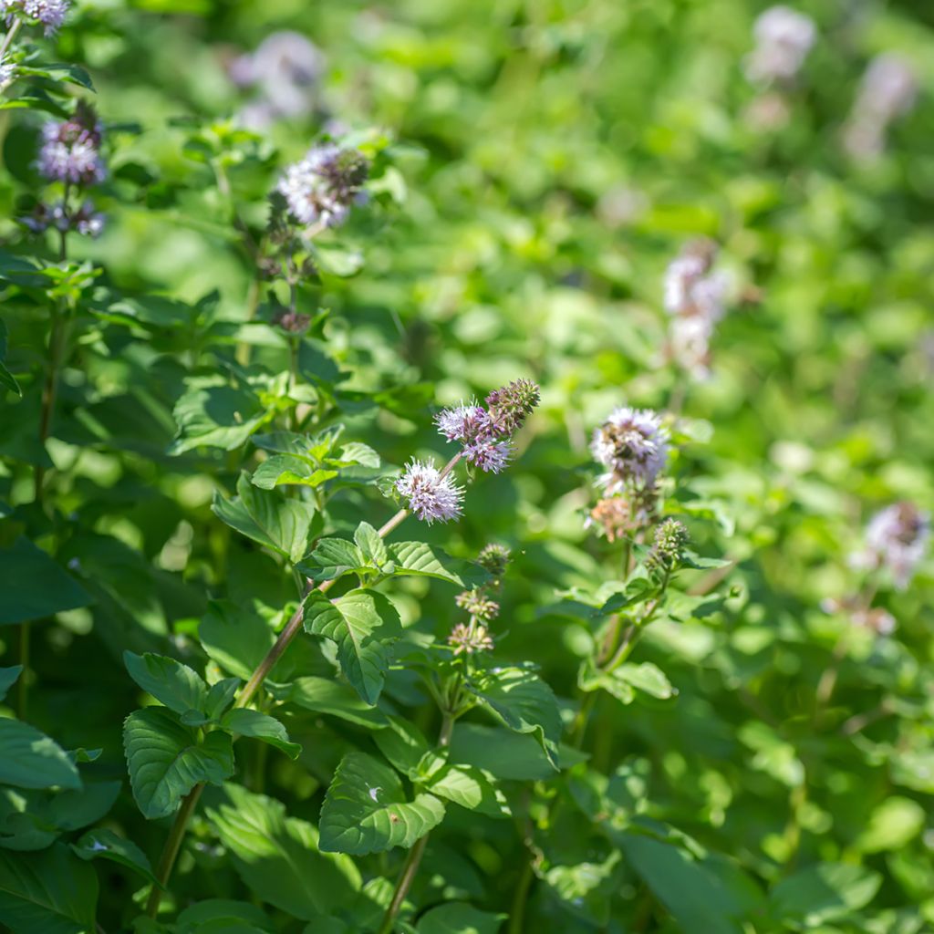 Mentha aquatica - Menta d'acqua