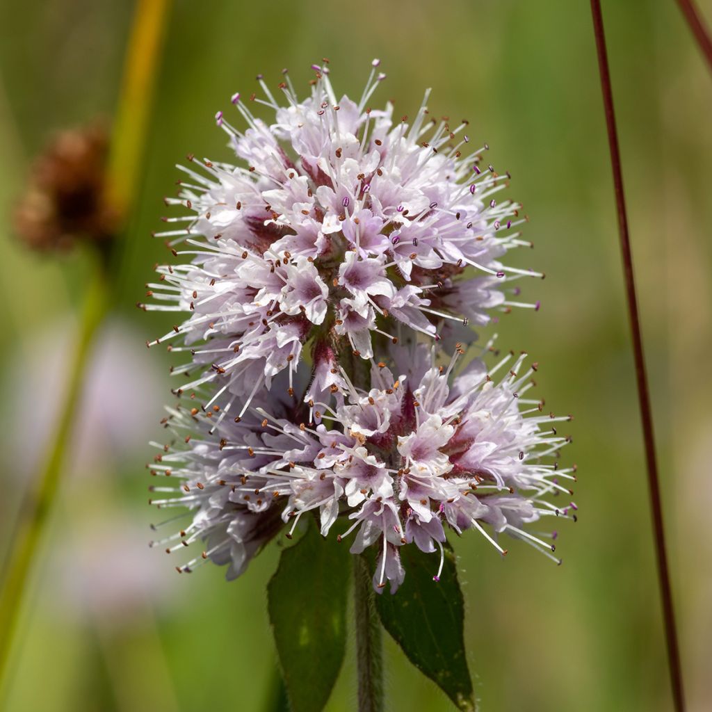 Mentha aquatica - Menta d'acqua