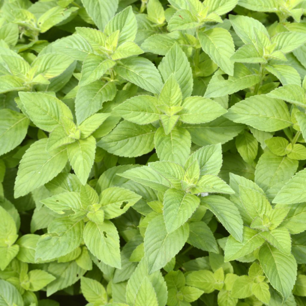 Menthe banane - Mentha arvensis Banana 