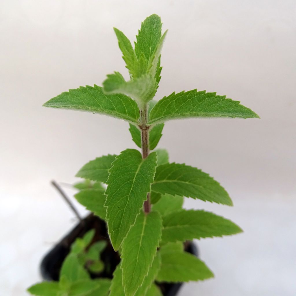 Mentha smithiana rubra Bio - Menta