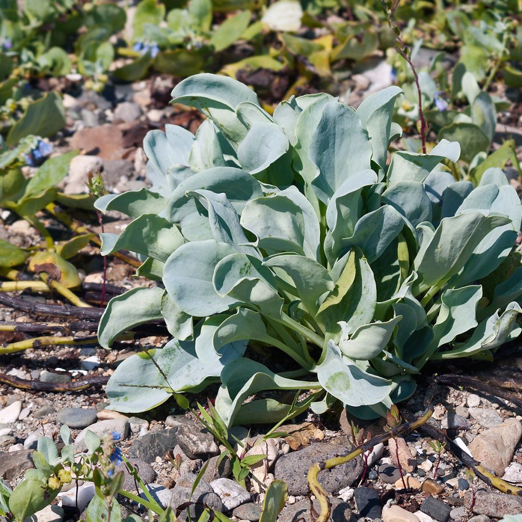 Mertensia maritima (semi) - Erba ostrica