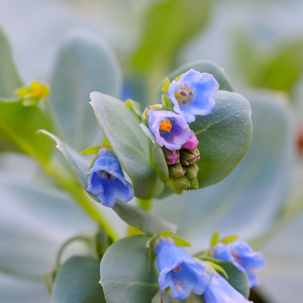 Mertensia maritima (semi) - Erba ostrica