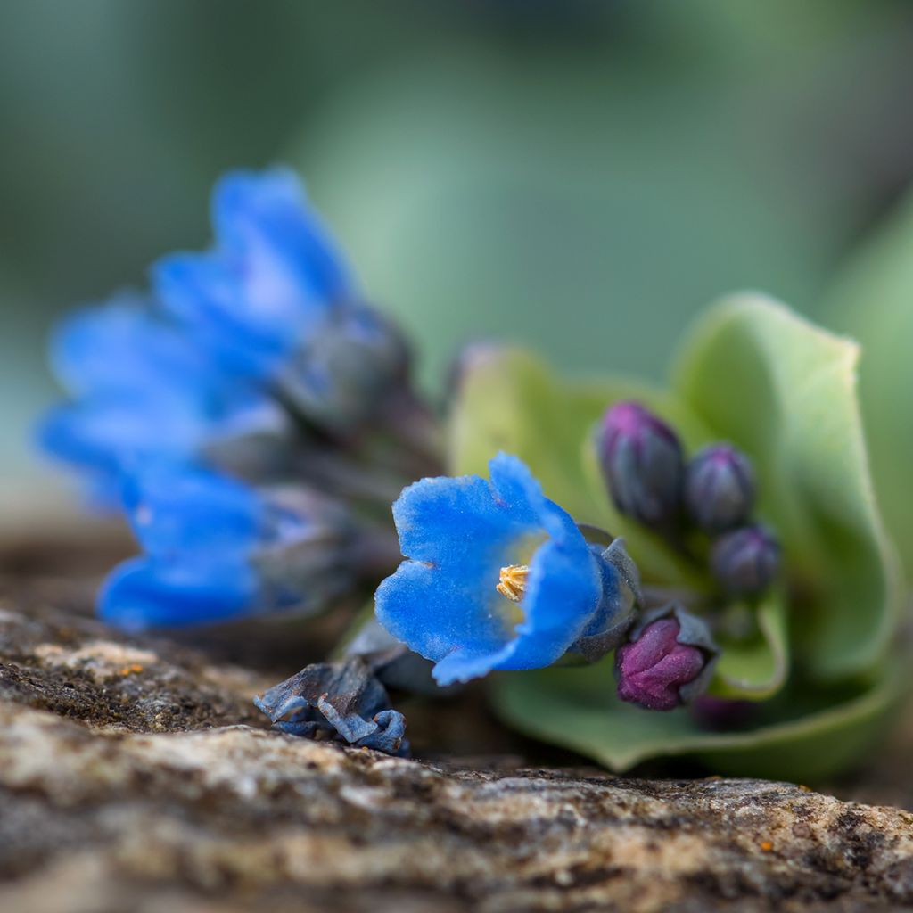 Mertensia maritima (semi) - Erba ostrica