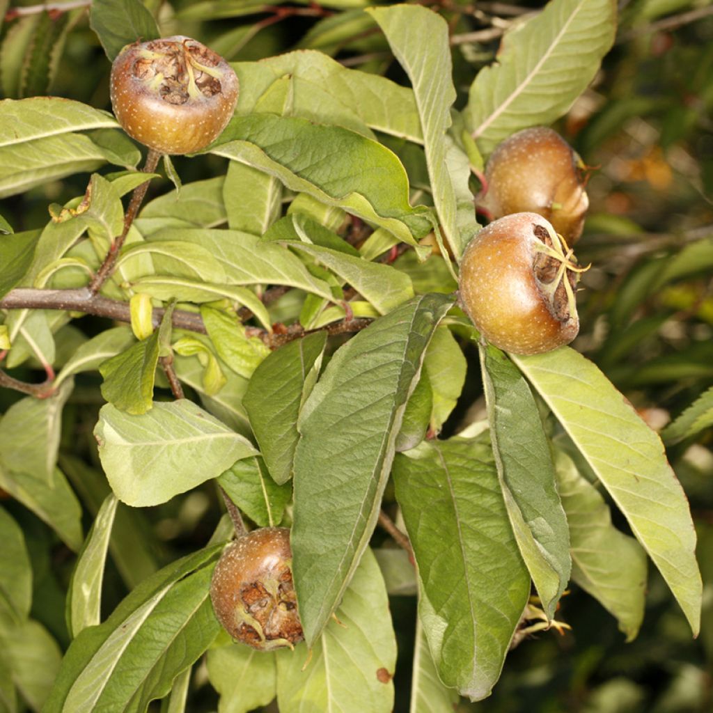 Mespilus germanica Bredase Reus - Nespolo