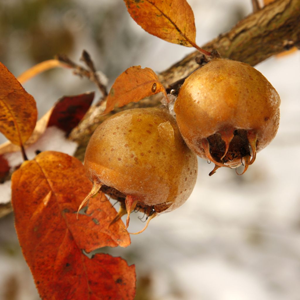 Mespilus germanica Macrocarpa - Nespolo