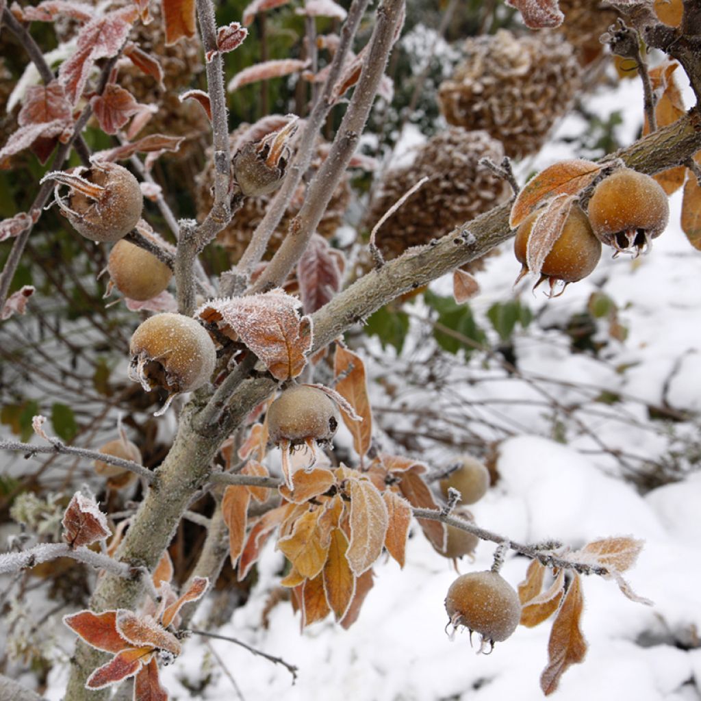 Mespilus germanica Macrocarpa - Nespolo