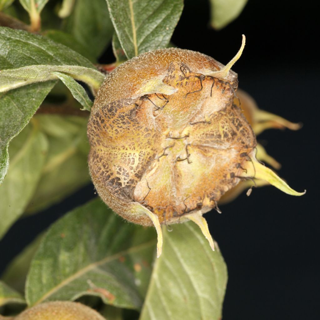 Mespilus germanica Macrocarpa - Nespolo