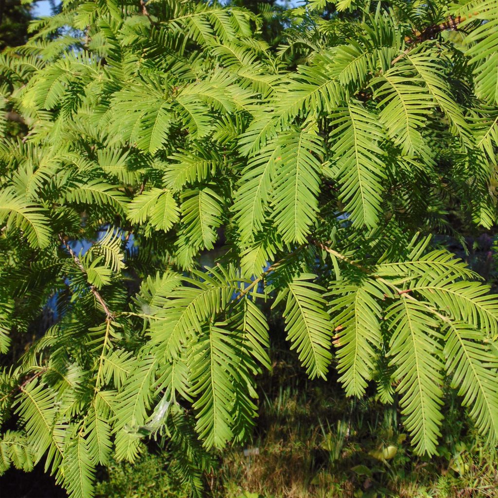 Metasequoia glyptostroboides