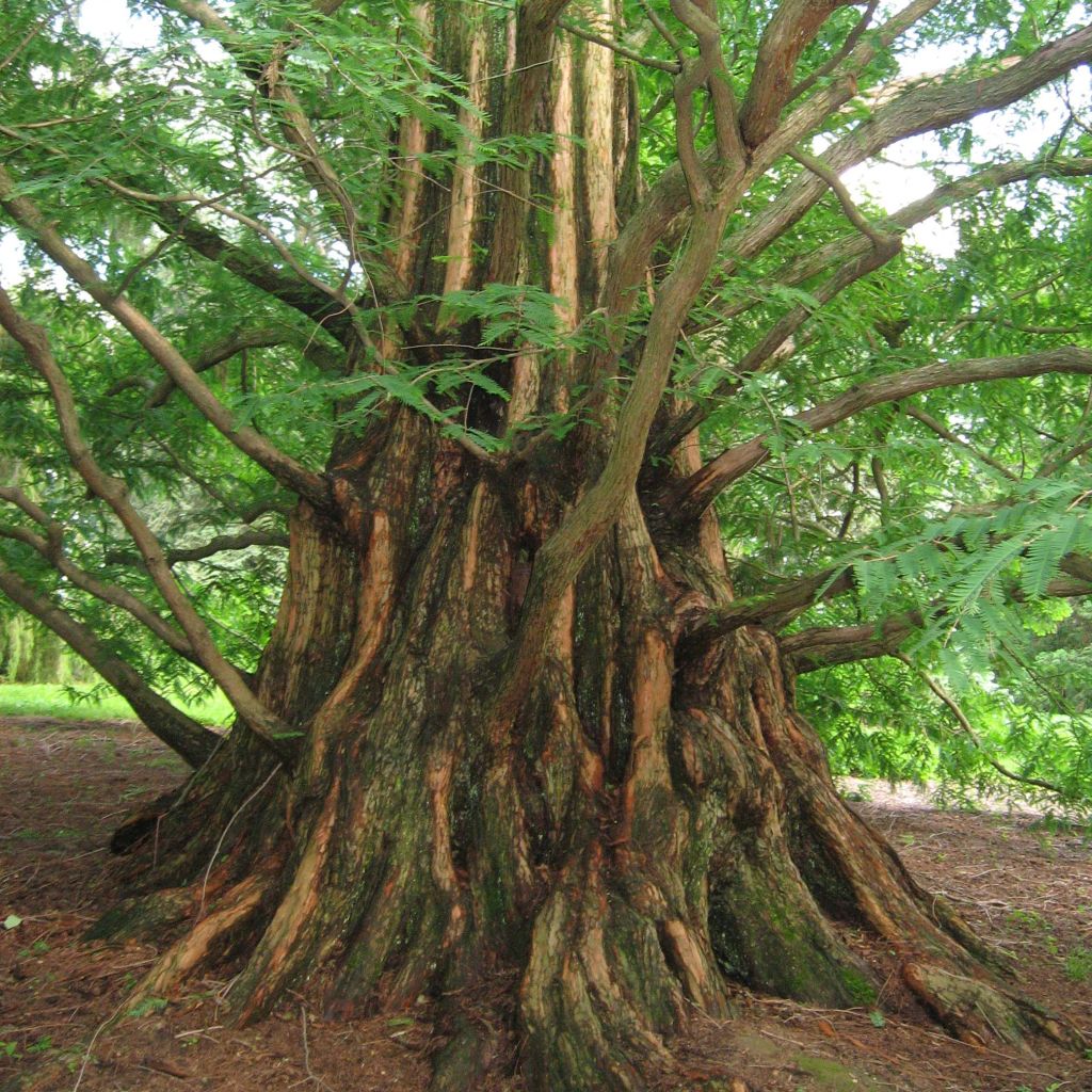 Metasequoia glyptostroboides