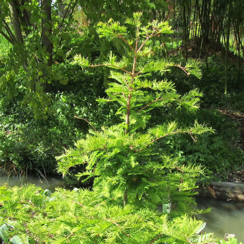 Metasequoia glyptostroboides Chubby