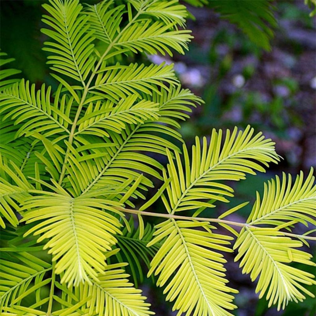 Metasequoia glyptostroboides Gold Rush