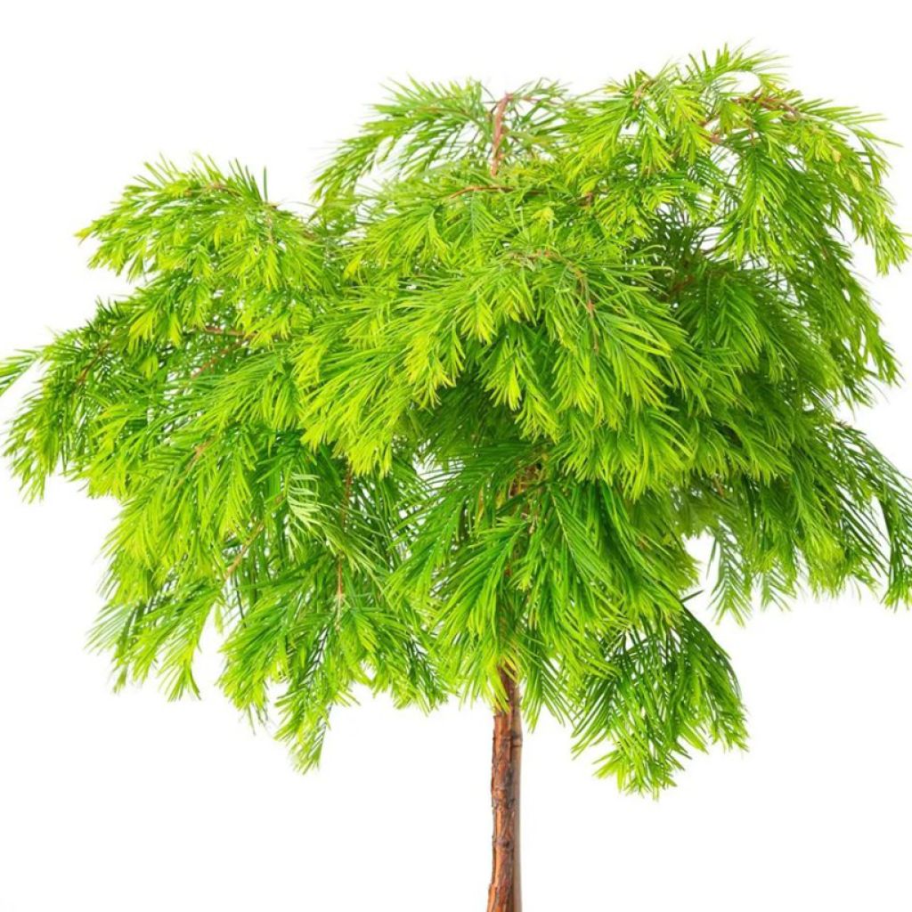 Metasequoia glyptostroboides Matthaei Broom