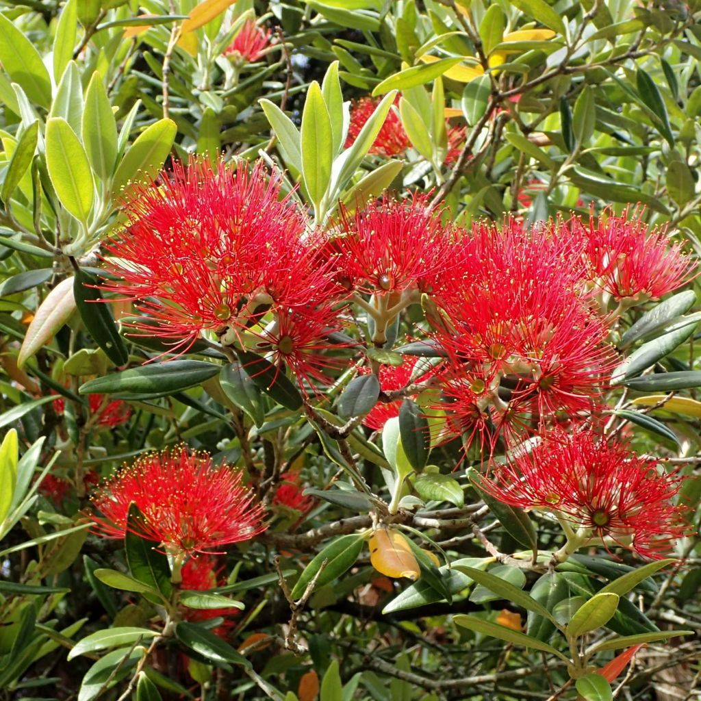 Metrosideros excelsa - Arbre de Noël de Nouvelle-Zélande