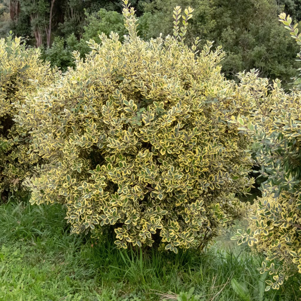 Metrosideros excelsa Aurea - Albero di Natale della Nuova Zelanda