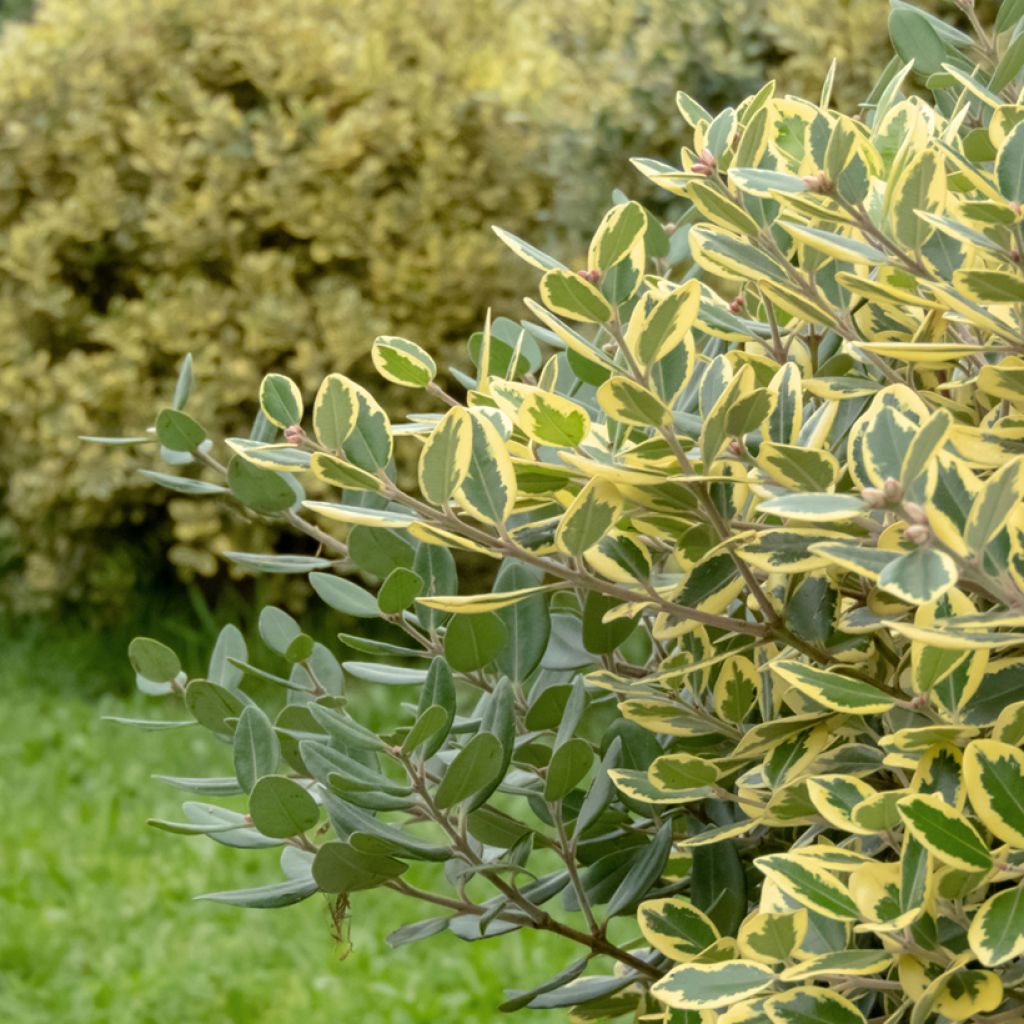 Metrosideros excelsa Aurea - Albero di Natale della Nuova Zelanda