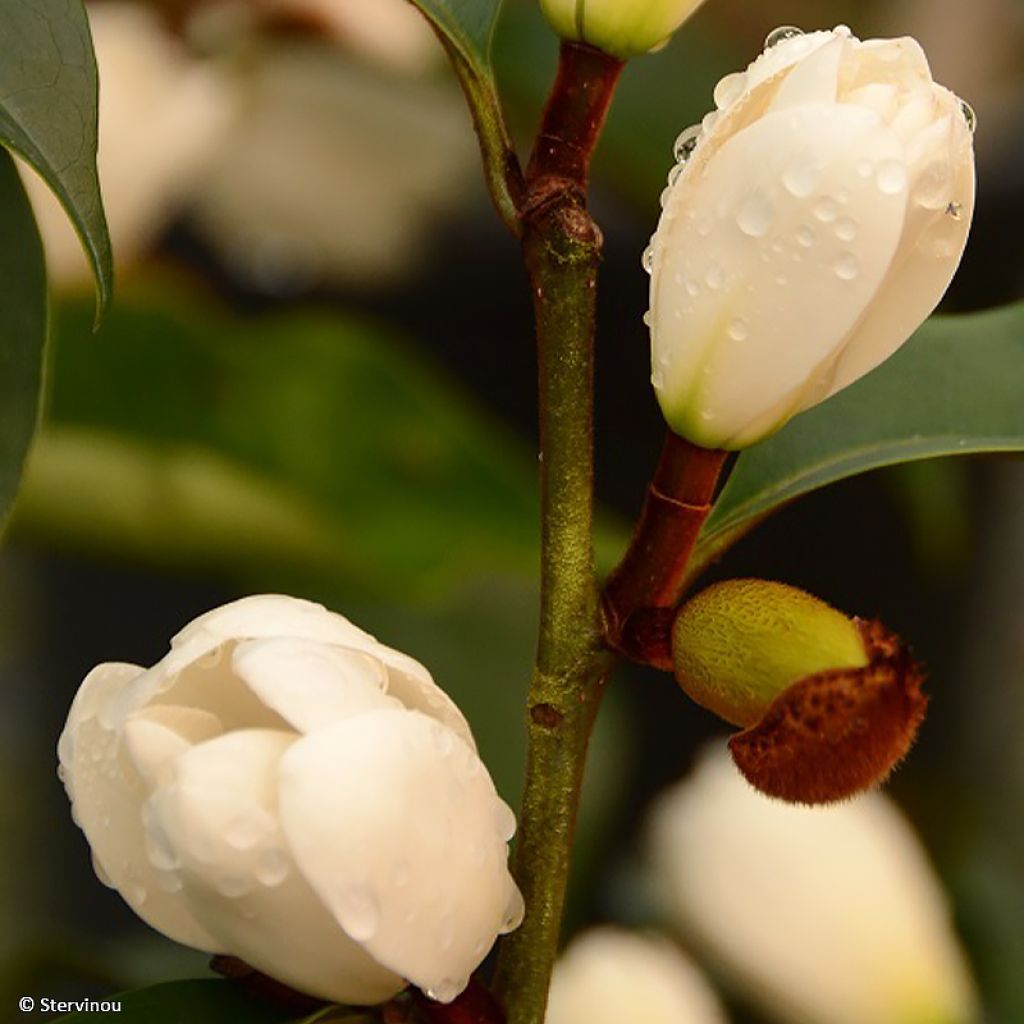 Magnolia foggii Allspice