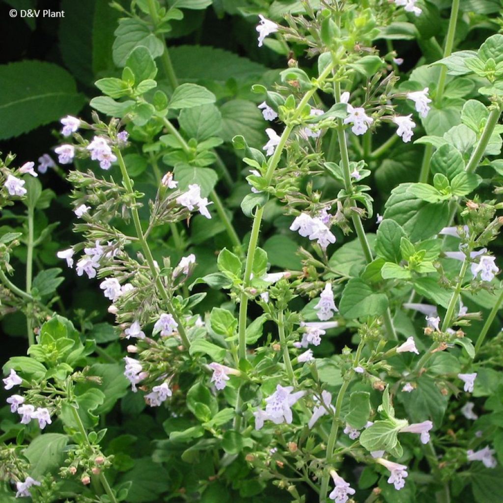 Micromeria thymifolia - Micromérie à feuilles de thym, Menthe du César