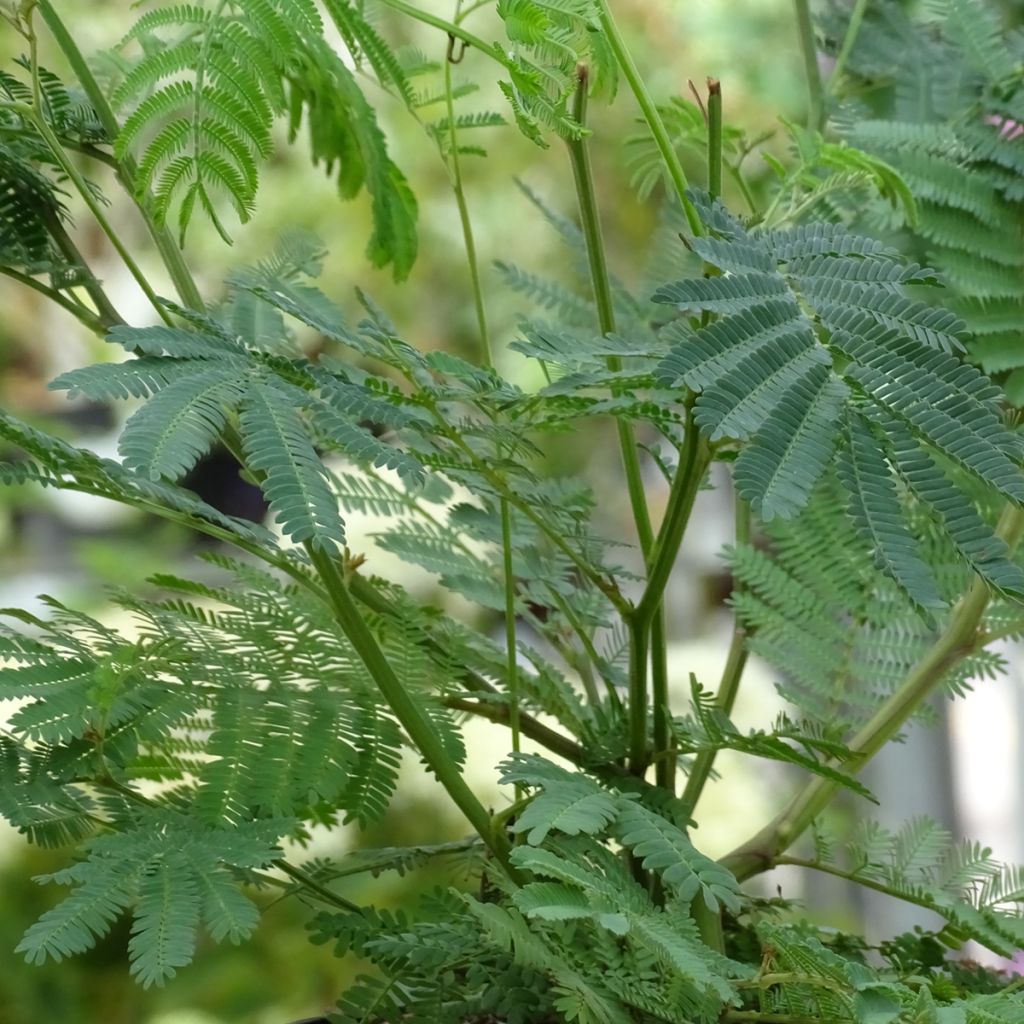 Mimosa - Acacia dealbata