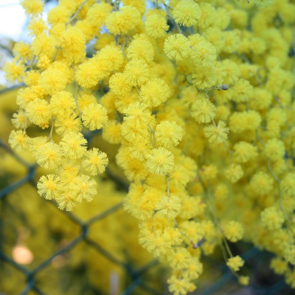 Mimosa - Acacia howittii Clair De Lune