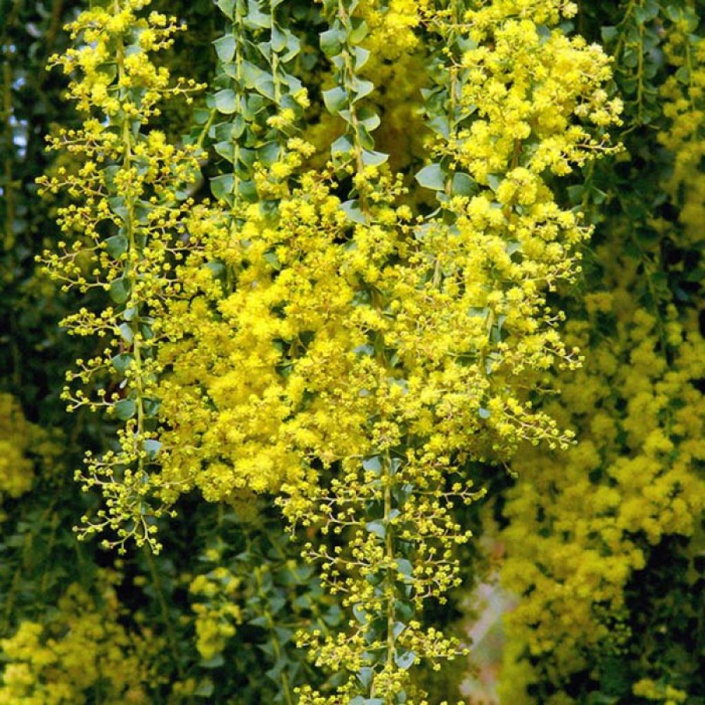 Acacia pravissima Lemon Twist - Mimosa