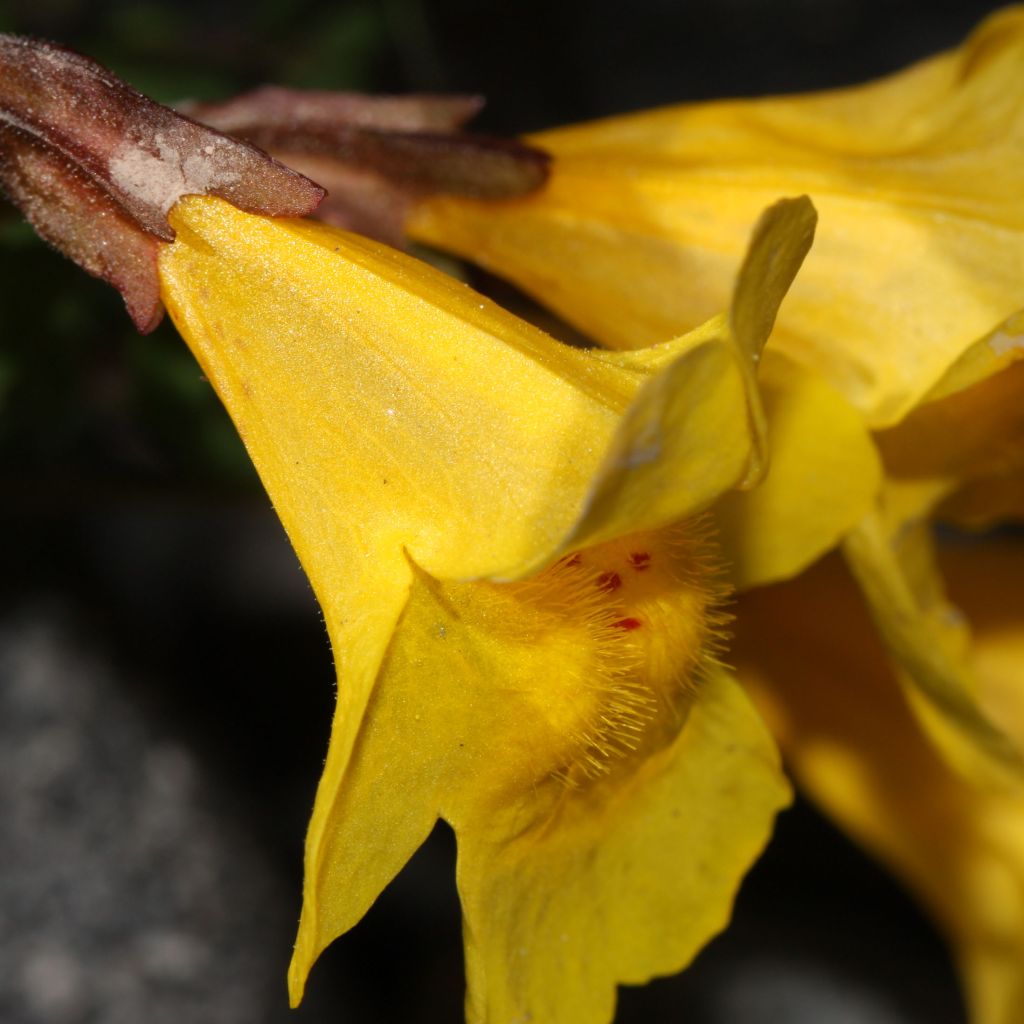 Mimulus tilingii