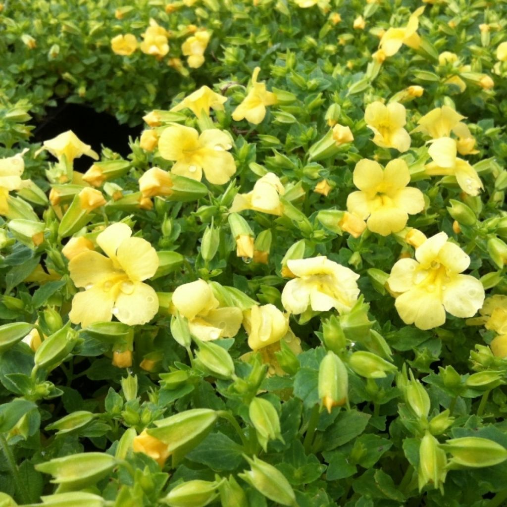 Mimulus Highland Yellow