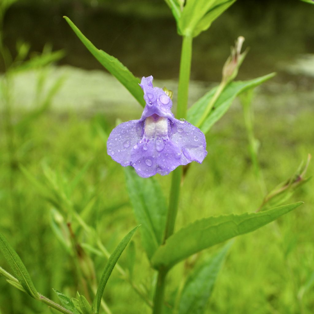 Mimulus ringens - Mimolo ringhioso