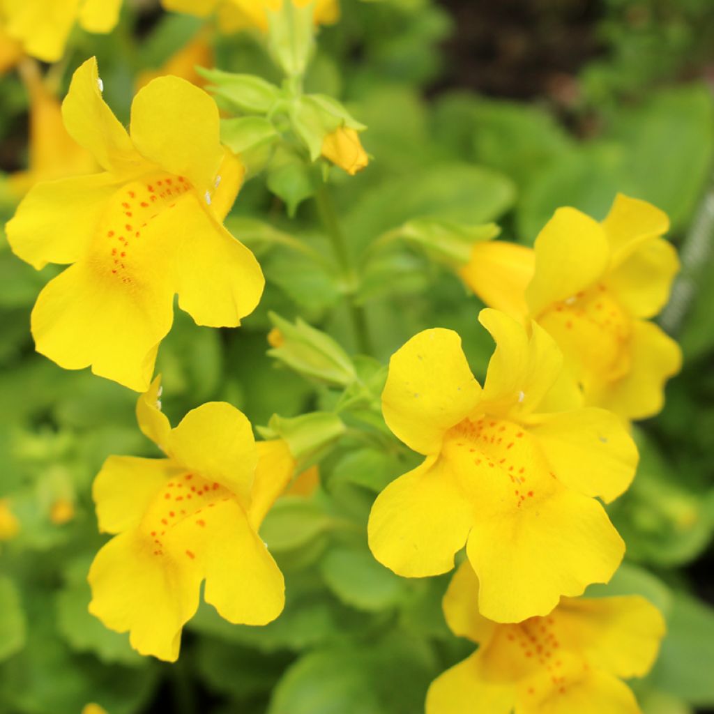 Mimulus tilingii