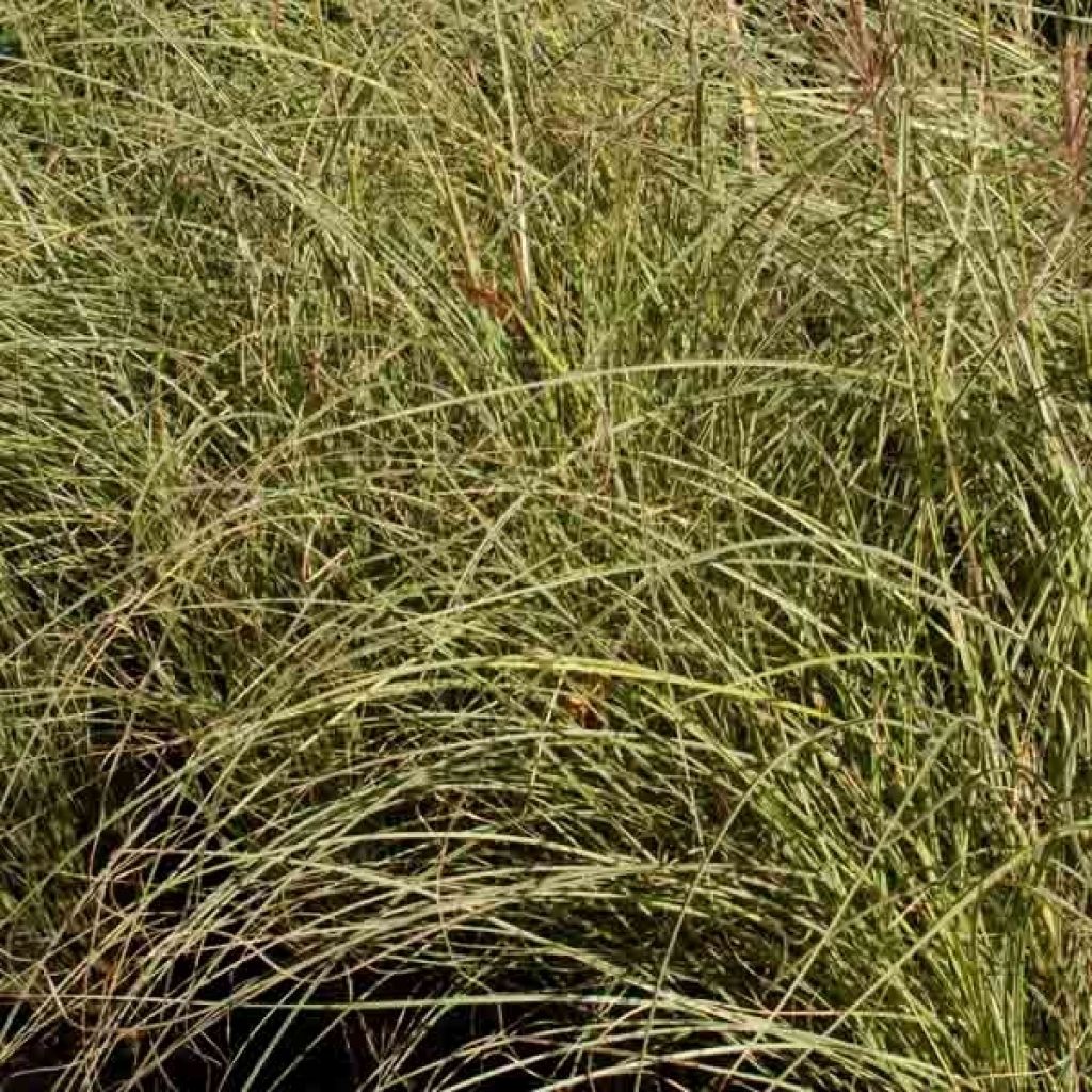 Miscanthus sinensis Morning Light