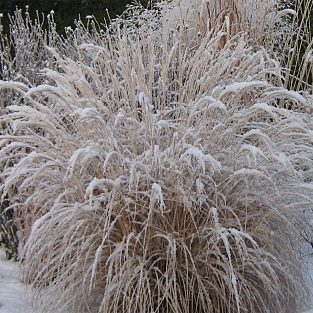 Miscanthus Sinensis Yaku-jima - Eulalie - Roseau de Chine