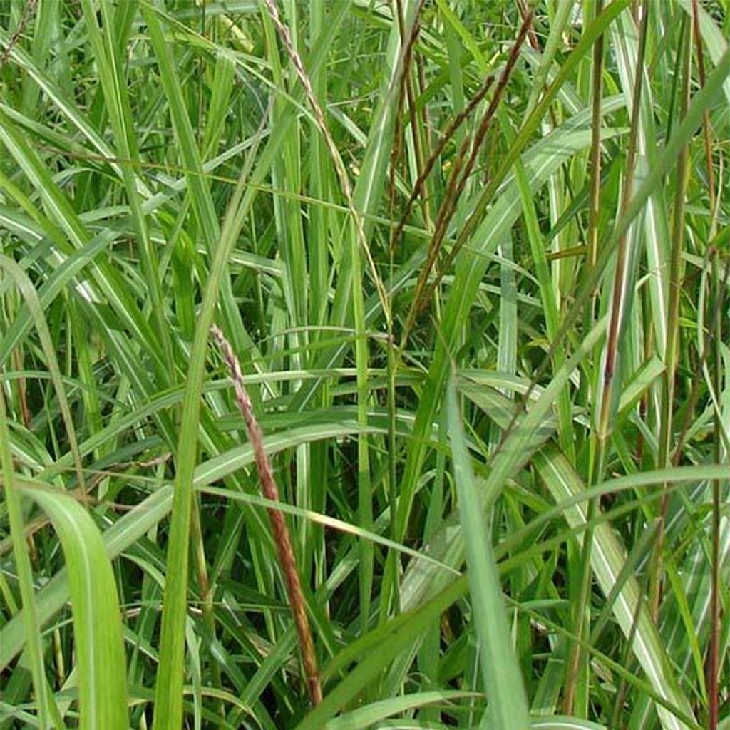 Miscanthus sinensis August Feder - Eulalie, Roseau de Chine 