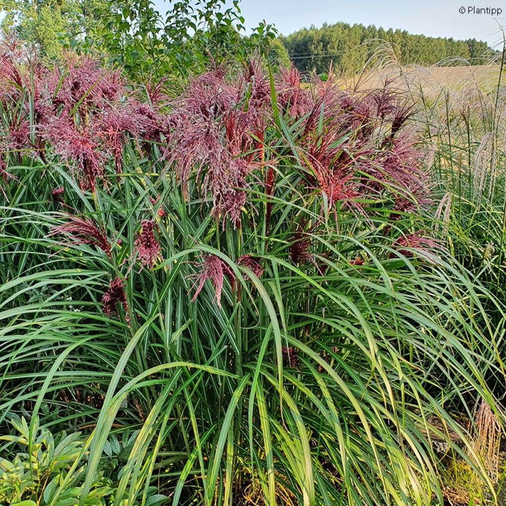 Miscanthus sinensis Boucle